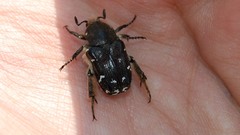 Heterocnemis graeca