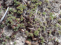 Oxalis stokoei