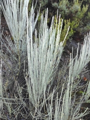 Cytisus multiflorus
