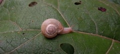 Monacha cantiana