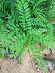 Azadirachta indica
