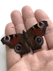 Aglais io