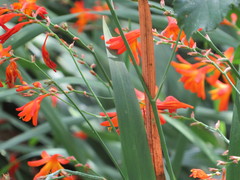 Crocosmia × crocosmiiflora