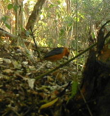 Cossypha natalensis natalensis