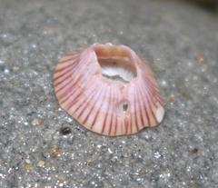 Amphibalanus venustus