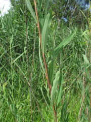Salix elbursensis