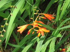Crocosmia × crocosmiiflora