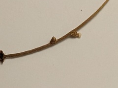 Semudobia skuhravae