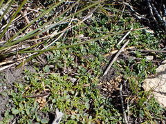 Indigofera sp-aff-humifusa