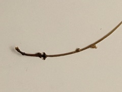 Semudobia skuhravae
