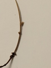 Semudobia skuhravae