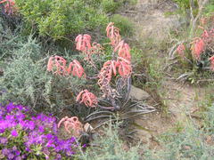 Gonialoe variegata