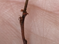 Semudobia skuhravae
