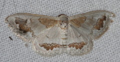 Dithalama cosmospila