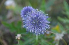 Echinops ritro
