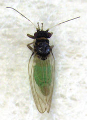 Acizzia solanicola