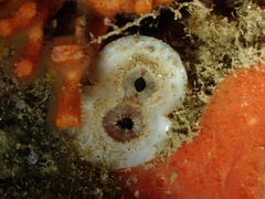 Bryopa aperta