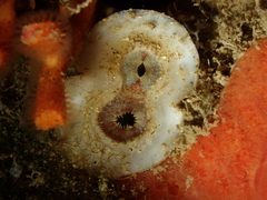 Bryopa aperta