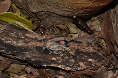 Phyllodes imperialis smithersi