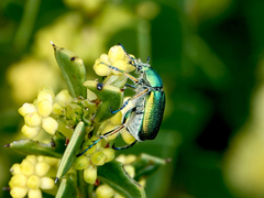 Diphucephala colaspidoides