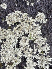 Xanthoparmelia scabrosa