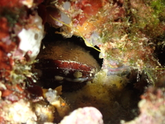 Lithophaga lithophaga