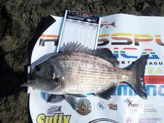 Sparodon durbanensis