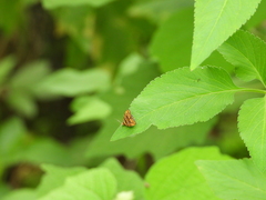 Choreutis amethystodes