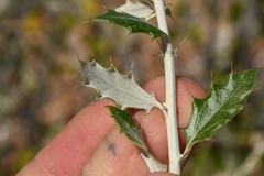 Berkheya fruticosa