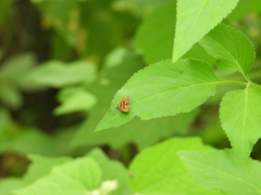 Choreutis amethystodes