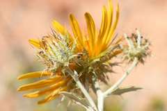 Berkheya fruticosa