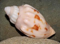 Callipara africana