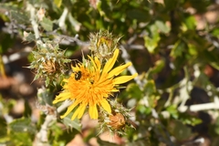 Berkheya fruticosa