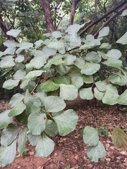 Butea monosperma monosperma