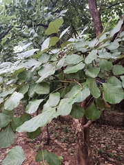 Butea monosperma monosperma