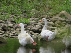 Anser anser domesticus