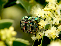 Diphucephala colaspidoides