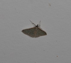 Myrmidonistis hoplora