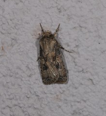 Agrotis interjectionis
