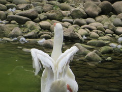 Anser anser domesticus