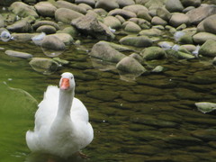 Anser anser domesticus