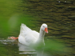 Anser anser domesticus