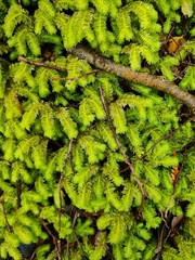 Schistochila nobilis