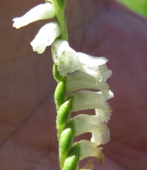 Spiranthes praecox