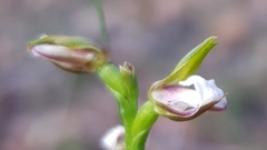 Prasophyllum brevilabre