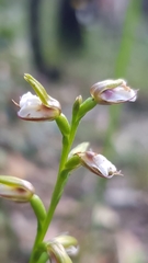 Prasophyllum brevilabre