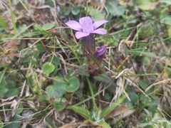 Gentianella anisodonta
