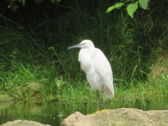 Egretta garzetta