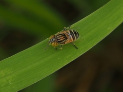 Eristalinus quinquestriatus