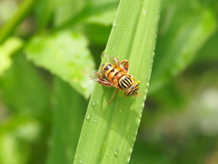 Eristalinus paria